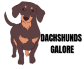 Dachshunds Galore